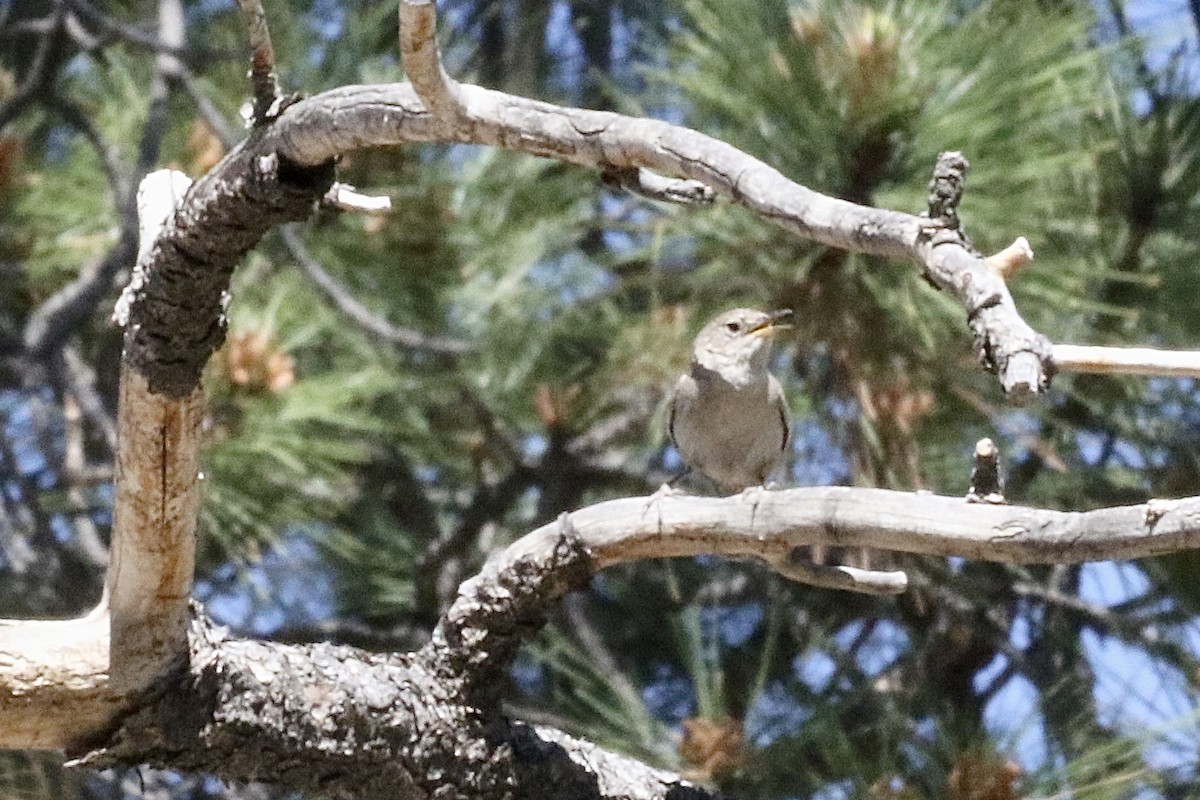Northern House Wren - ML589750581