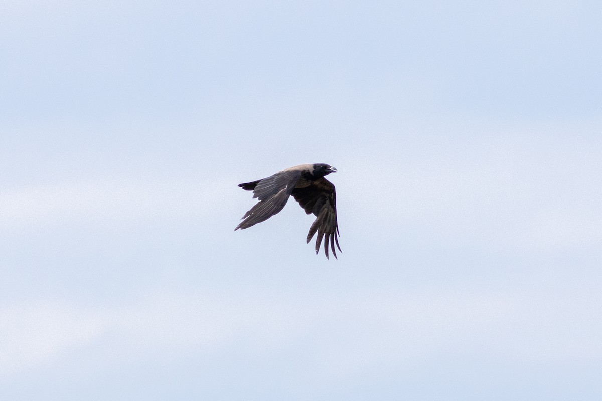 Hooded Crow - Radoslav Devedzhiev