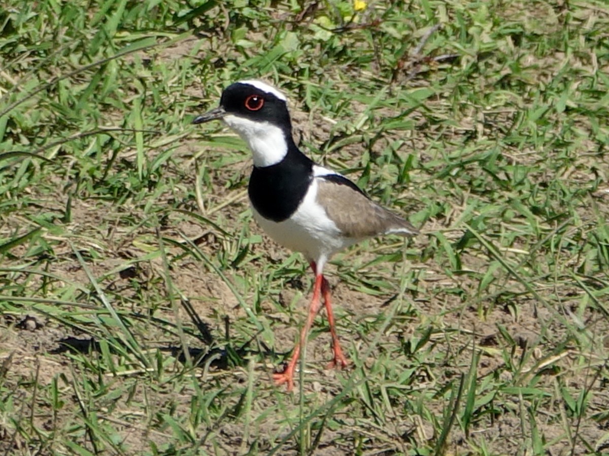 Pied Plover - ML589751221