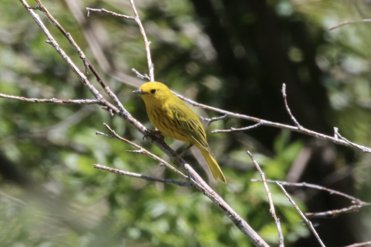 Yellow Warbler - ML589751361