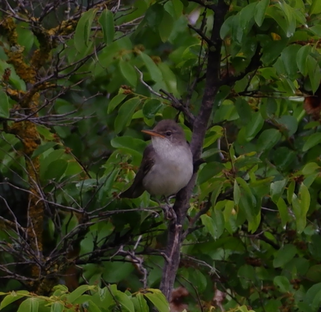 Olive-tree Warbler - ML589752681