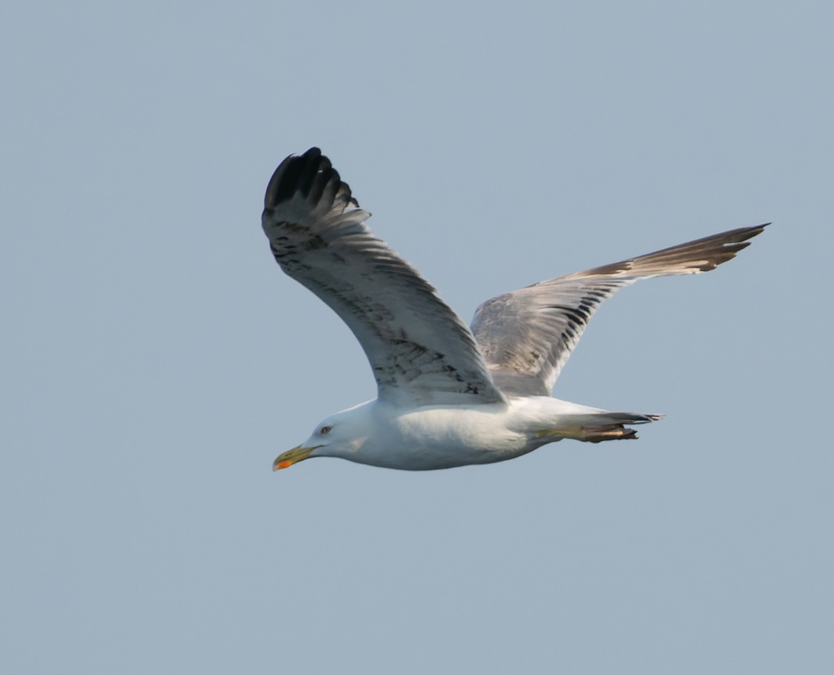 Yellow-legged Gull - Simon Colenutt