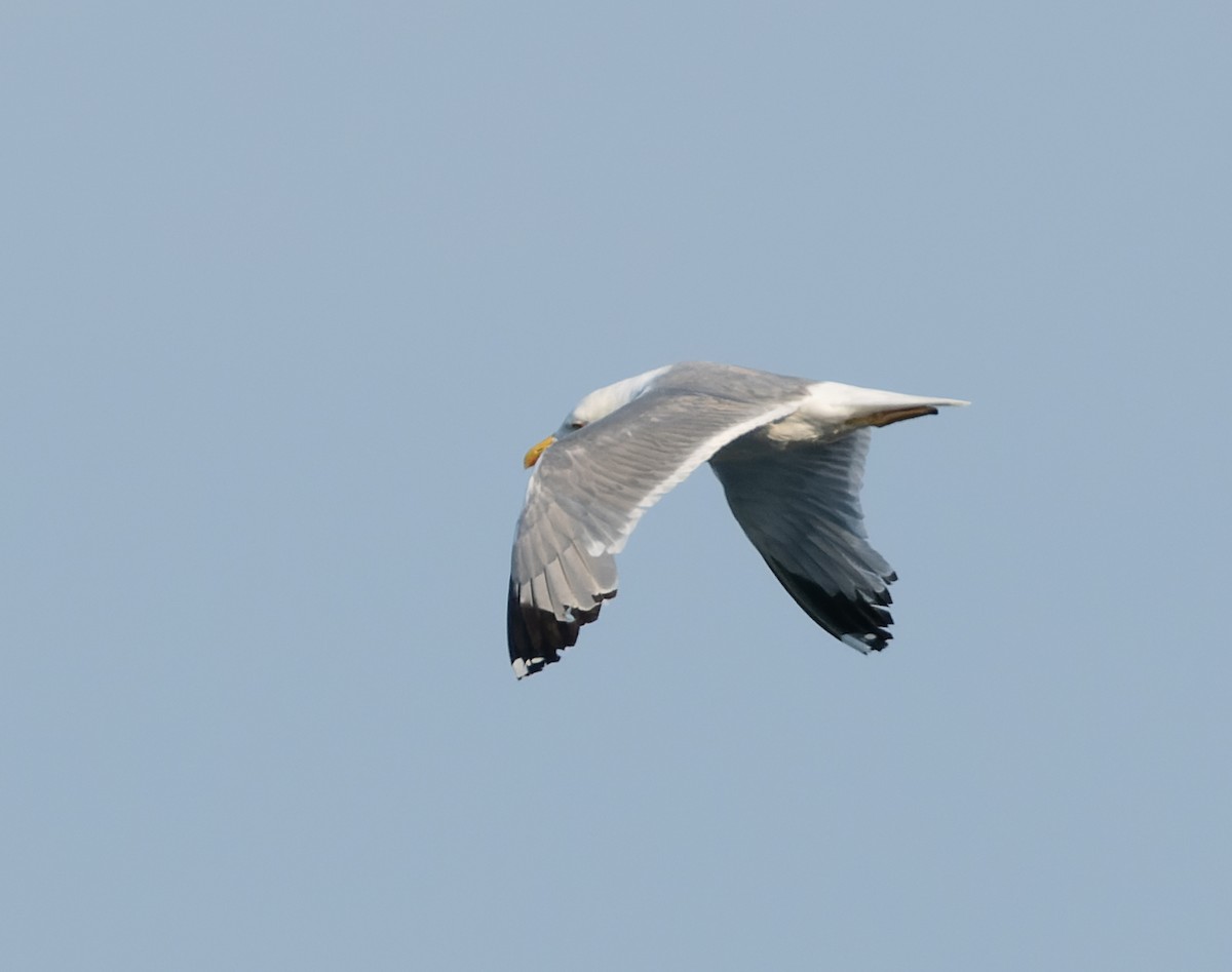 Yellow-legged Gull - ML589753041