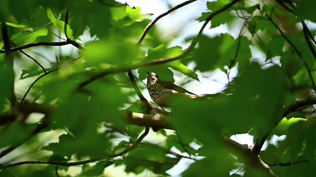 Hermit Thrush (faxoni/crymophilus) - ML589753161