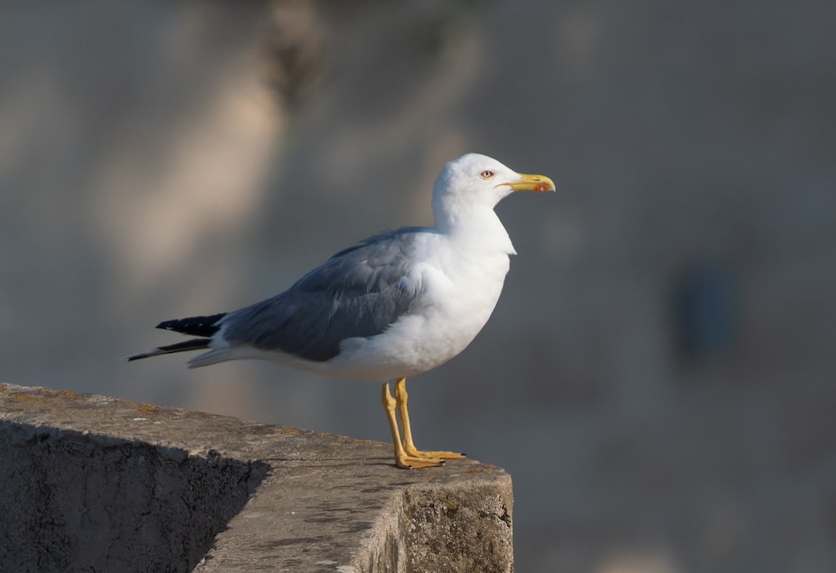 Yellow-legged Gull - Simon Colenutt