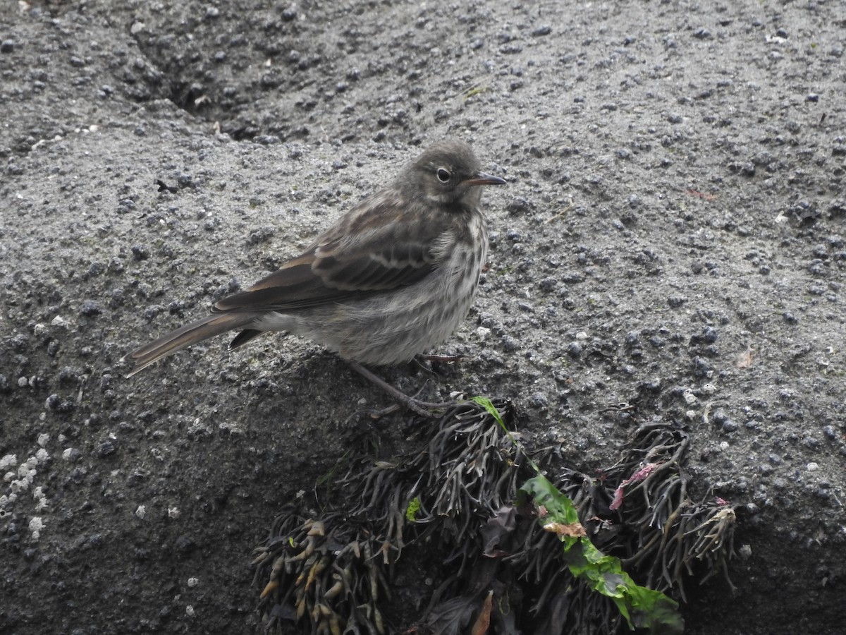 Rock Pipit - ML589753971