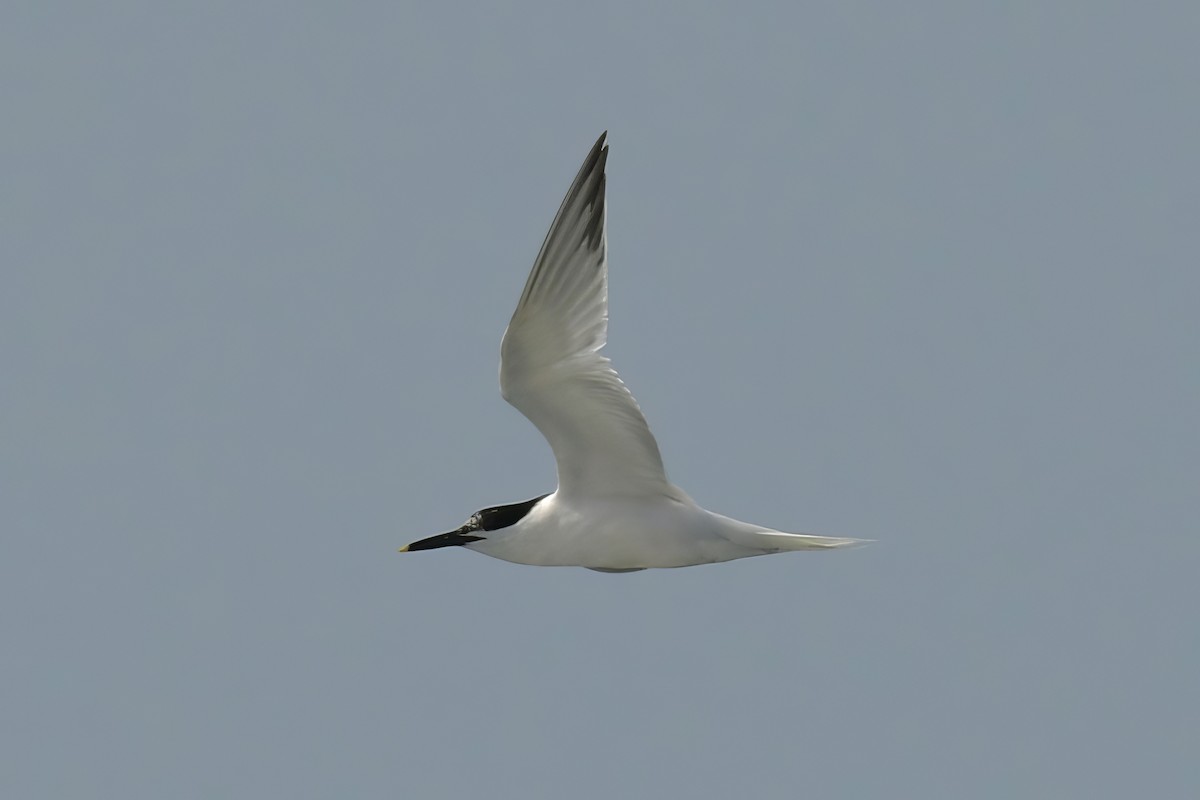 Sandwich Tern - ML589754291