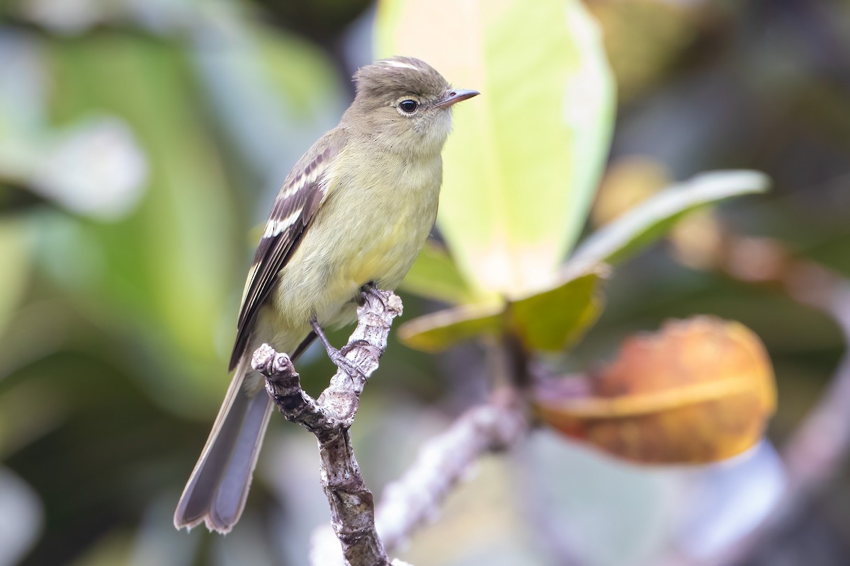 Tepui Elaenia - Jhonathan Miranda - Wandering Venezuela Birding Expeditions