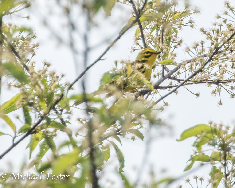 Prairie Warbler - ML58975601