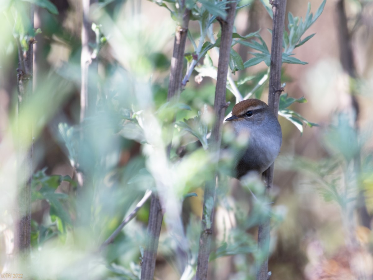 Gray-sided Bush Warbler - ML589756541