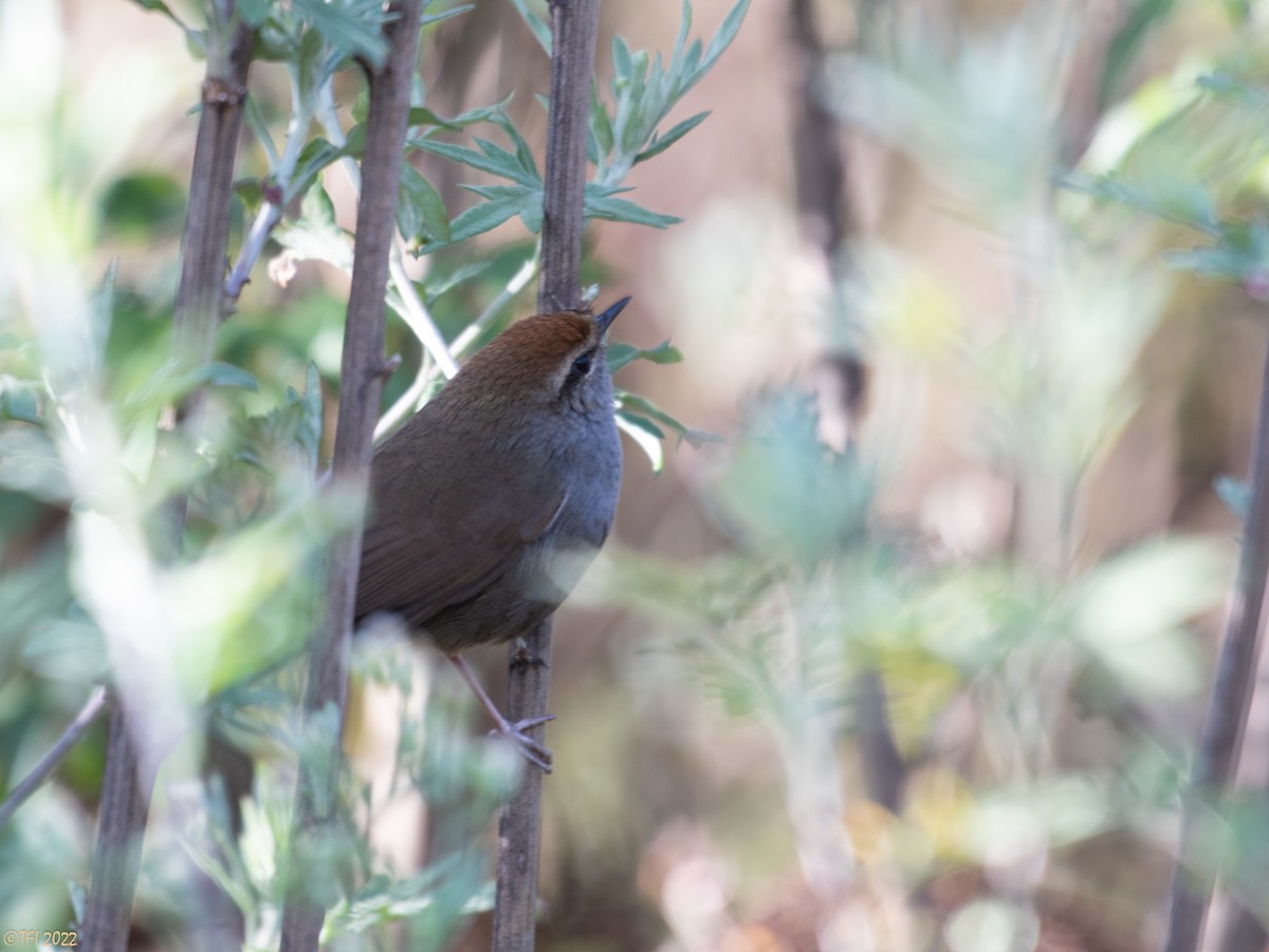 Gray-sided Bush Warbler - ML589756621