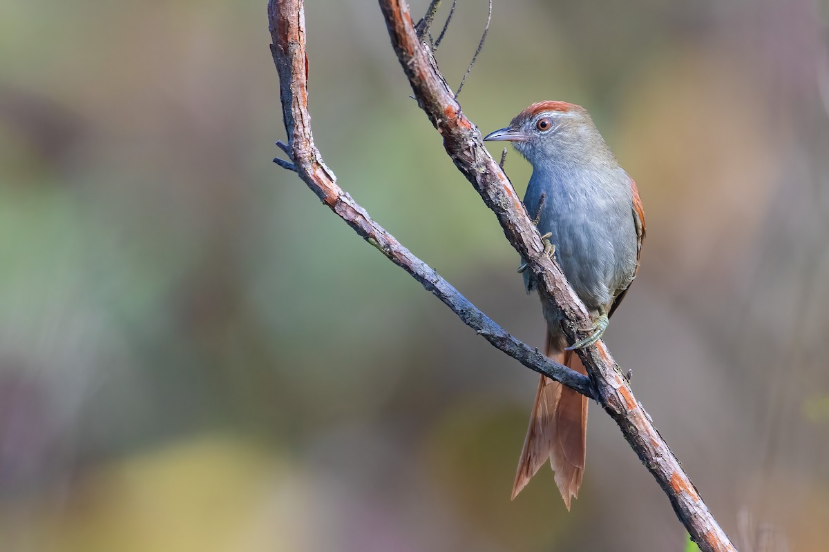 ズアカカマドドリ - ML589758211