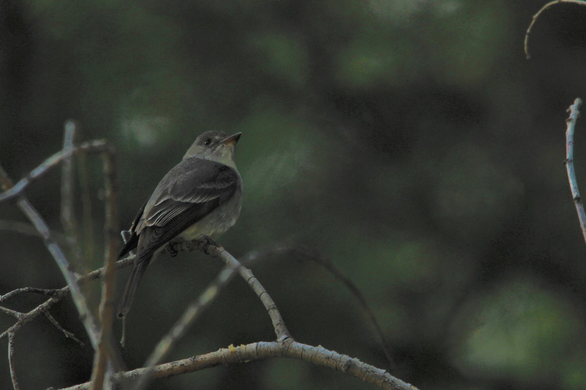 Western Wood-Pewee - ML589759981