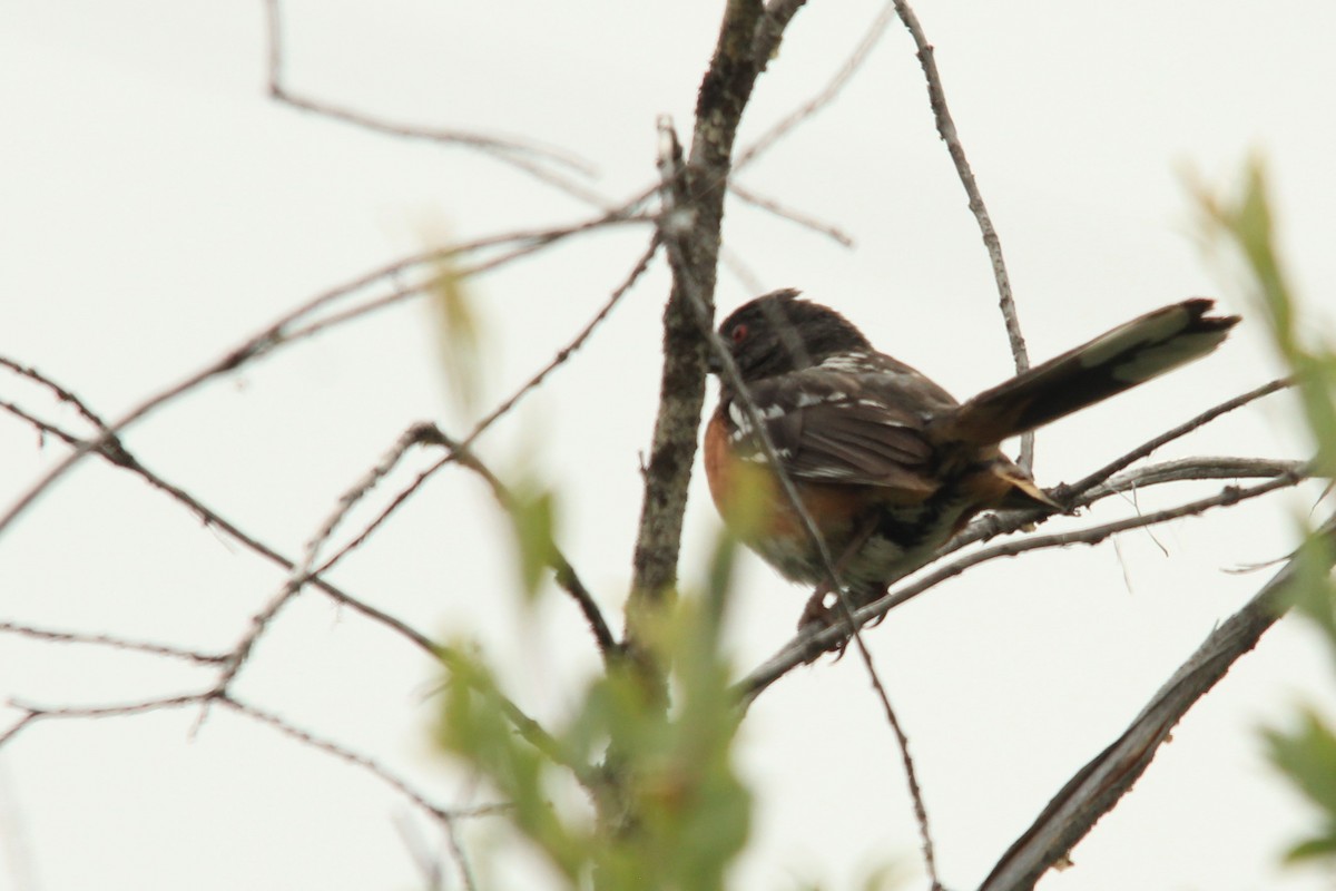 Spotted Towhee - ML589760361