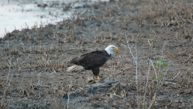 Weißkopf-Seeadler - ML589760801