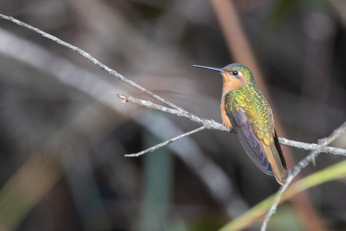 Colibrí Rojizo Venezolano - ML589761221