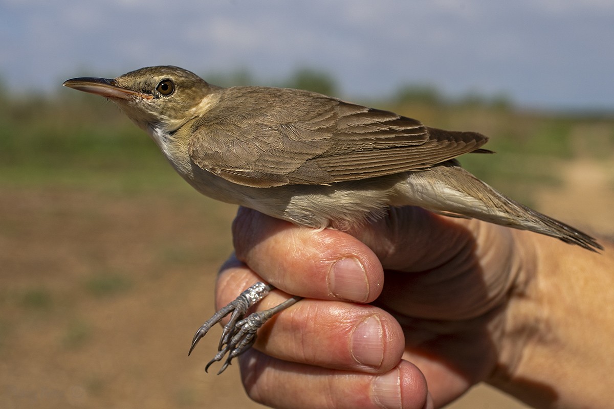 Basra Reed Warbler - ML589762931