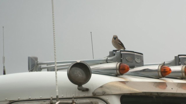 Hawfinch - ML589763071