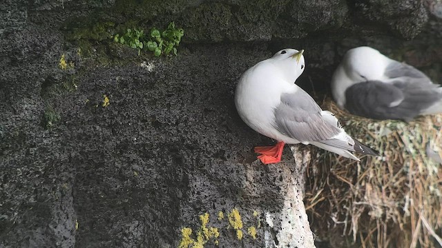 Red-legged Kittiwake - ML589763721