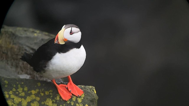 Horned Puffin - ML589763921