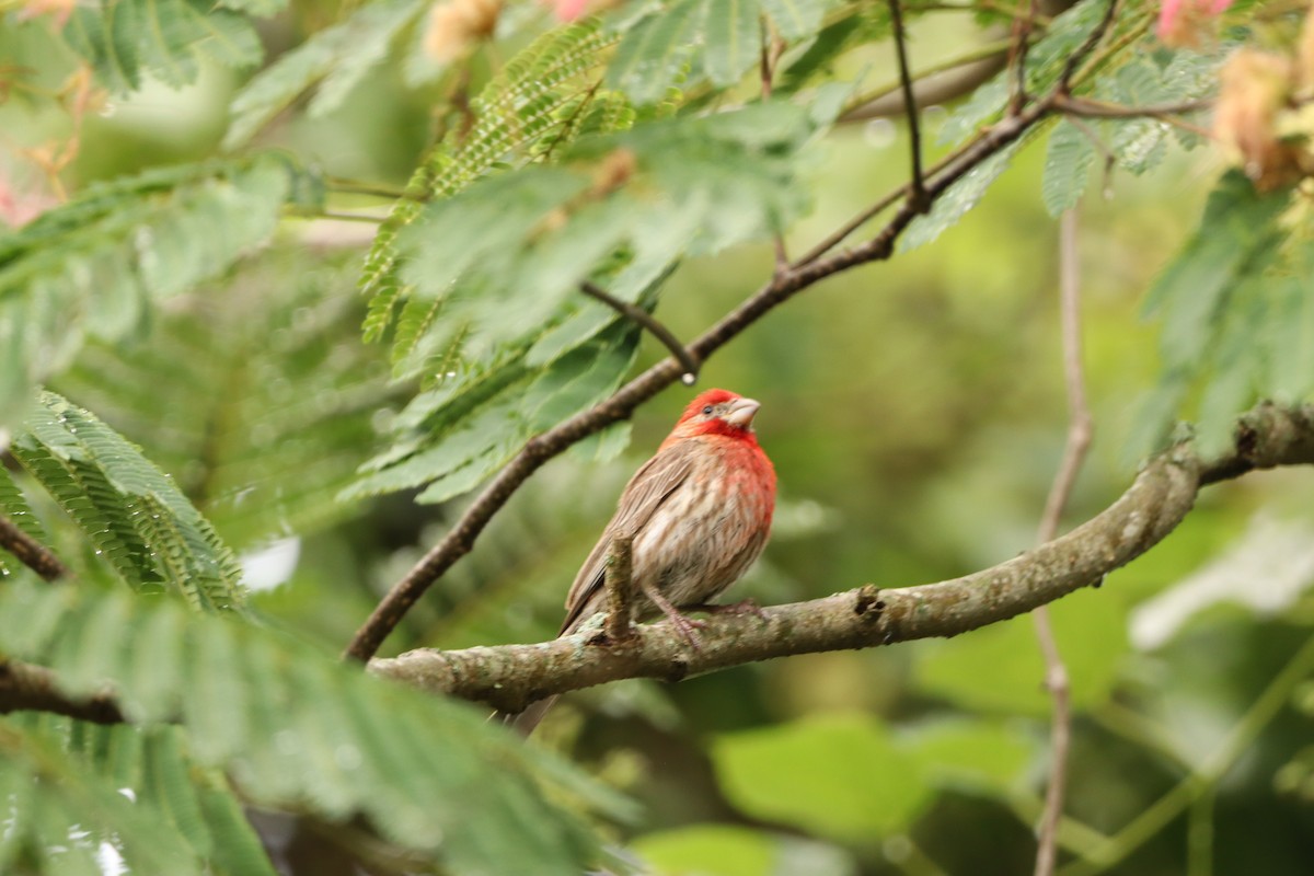 House Finch - ML589766541