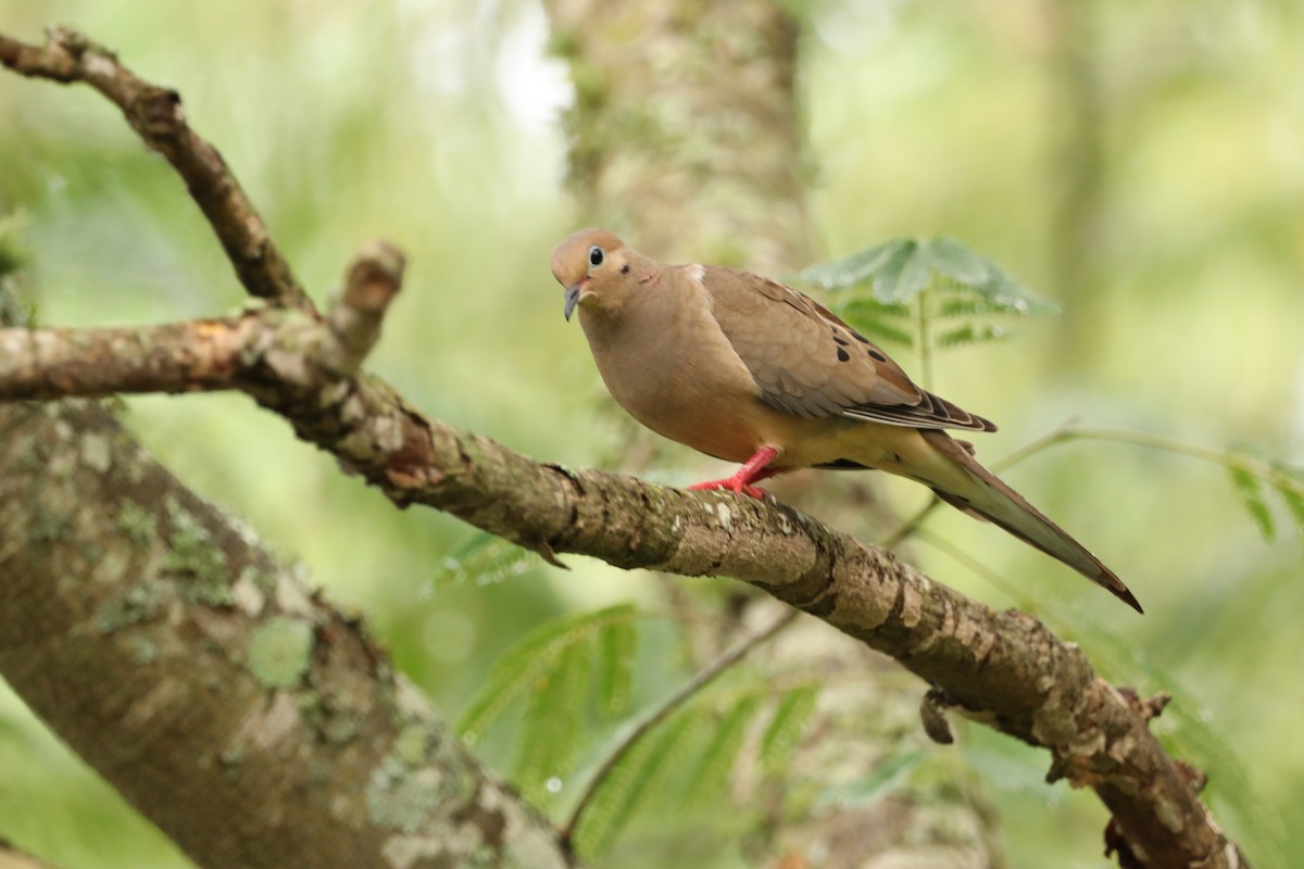 Mourning Dove - ML589766911