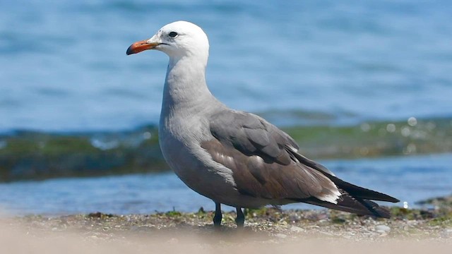 クロカモメ様 確認 オグロカモメ - eBird