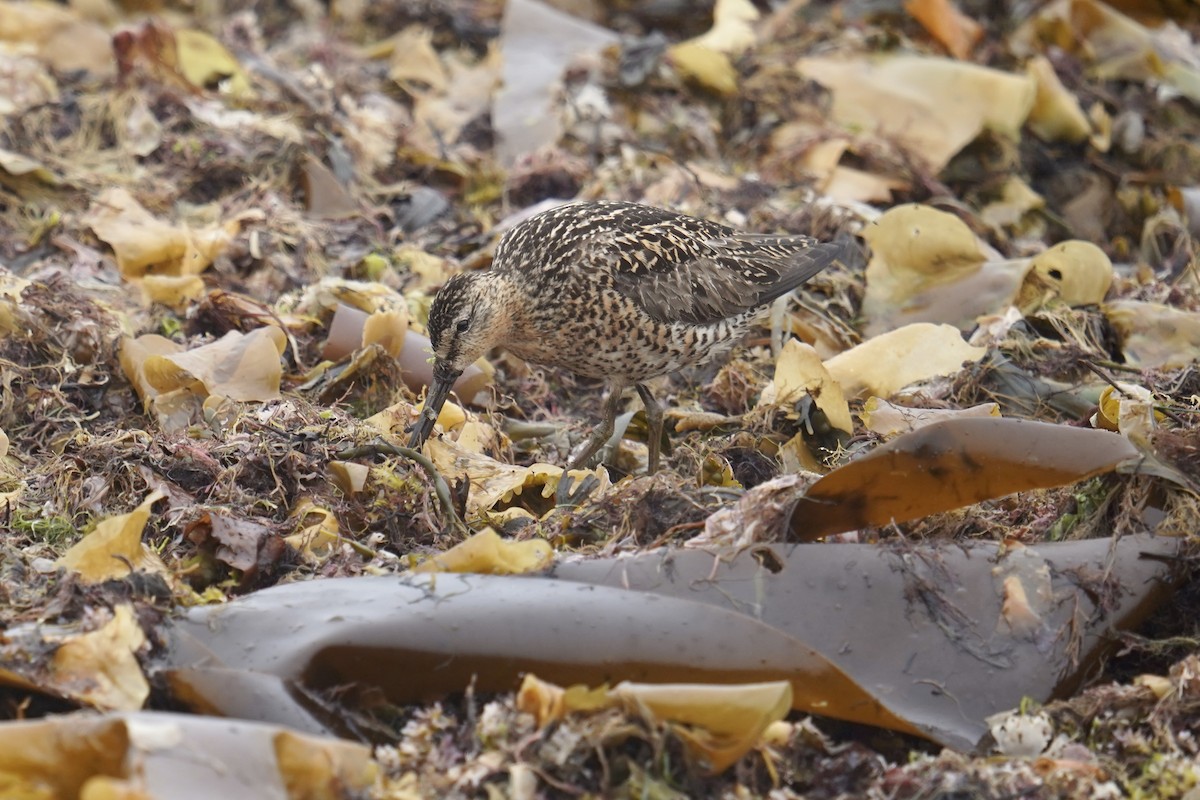 Short-billed Dowitcher - Bob Plohr