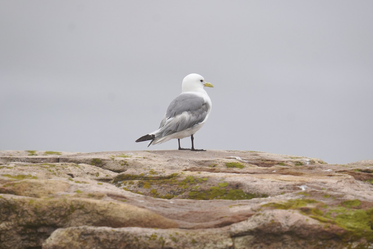 Black-legged Kittiwake - ML589767261