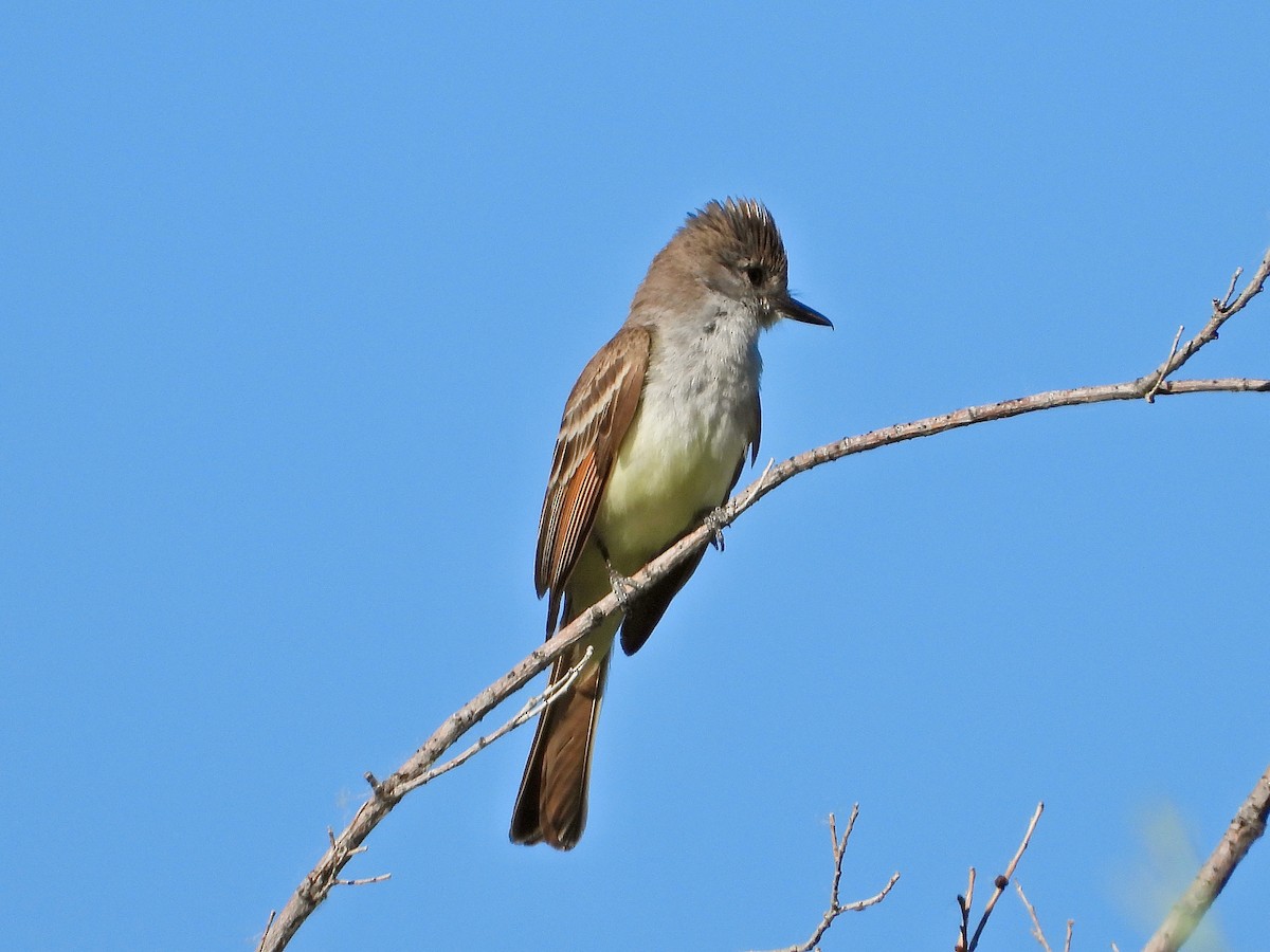 Ash-throated Flycatcher - ML589767981