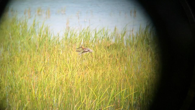 Long-billed Dowitcher - ML589768311