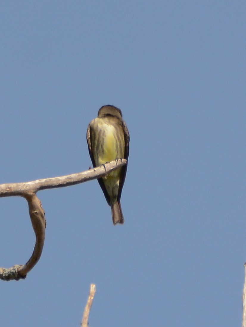 Olive-sided Flycatcher - ML58976971