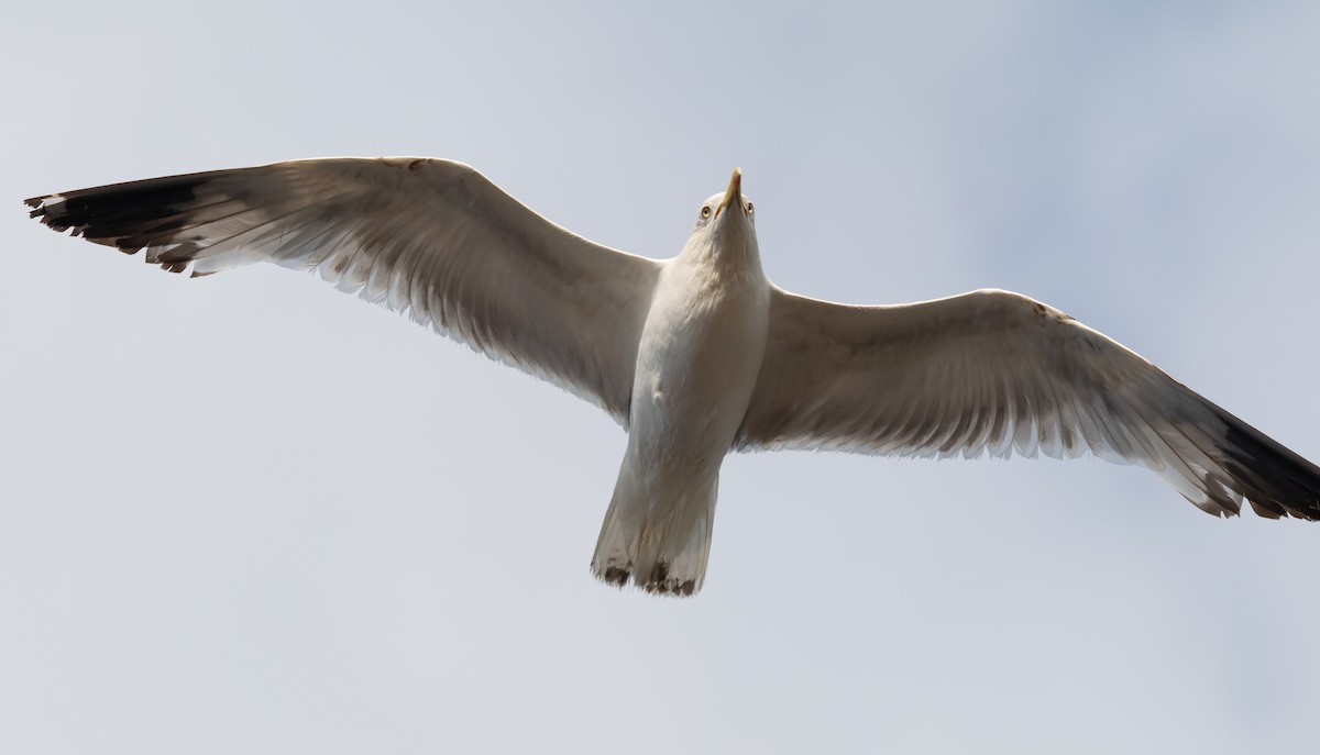 Gaviota Patiamarilla - ML589769941