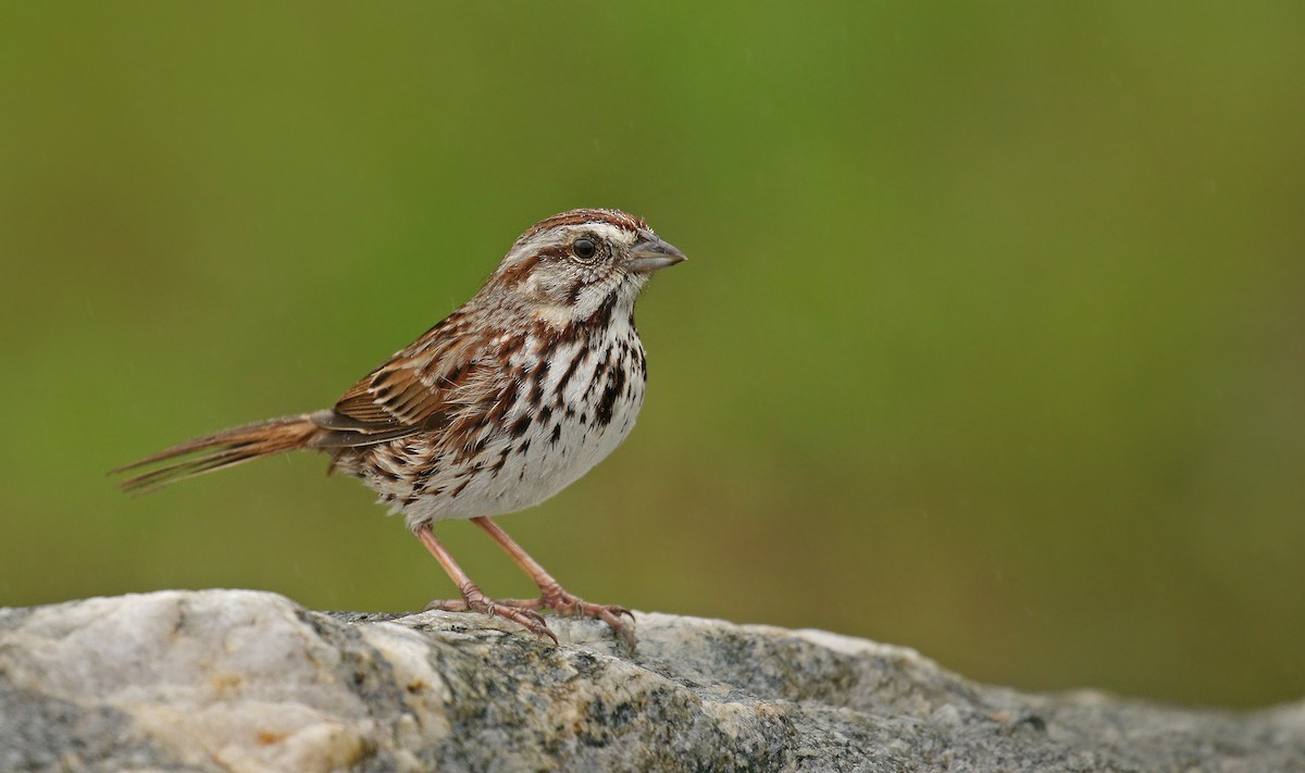 Song Sparrow - Ryan Schain