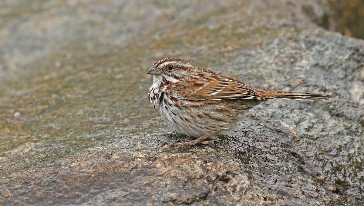 Song Sparrow - ML58977071