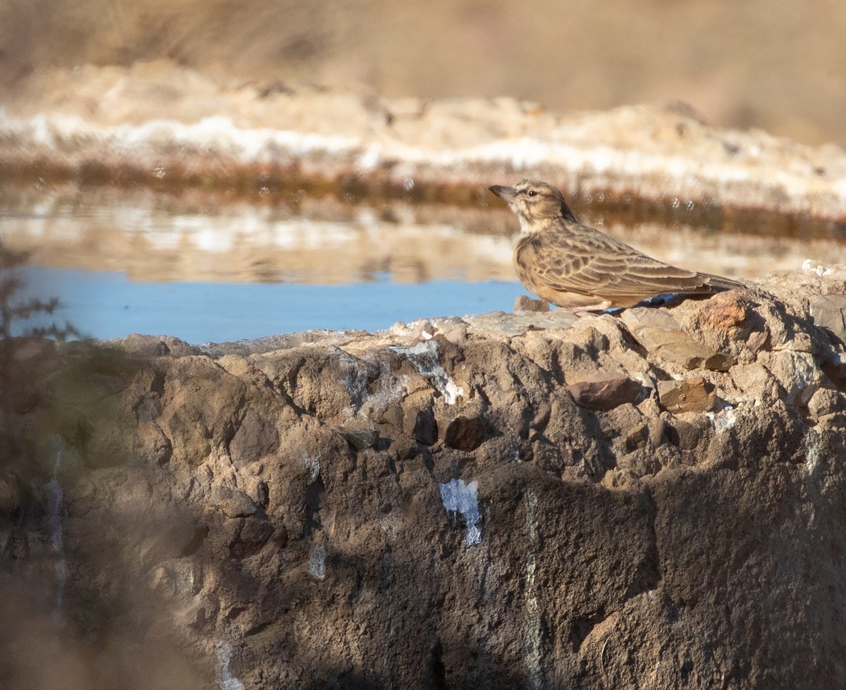 Sclater's Lark - William Price