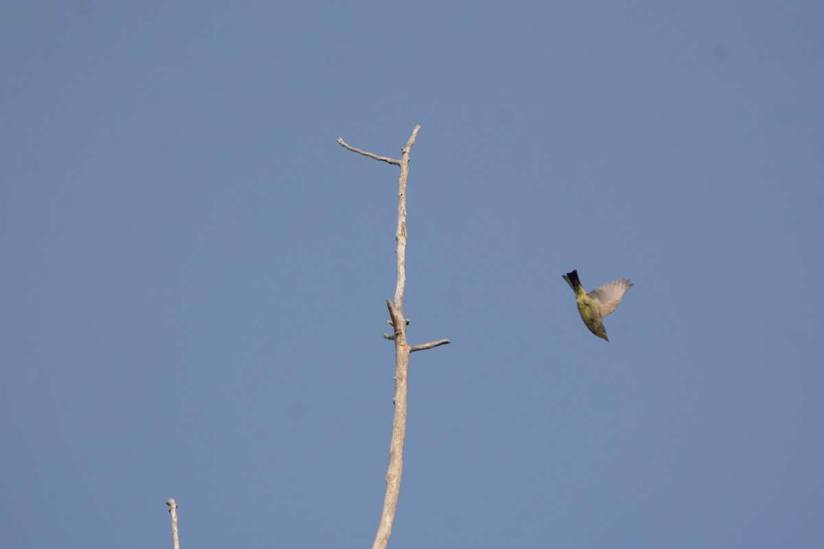 Olive-sided Flycatcher - ML58977151