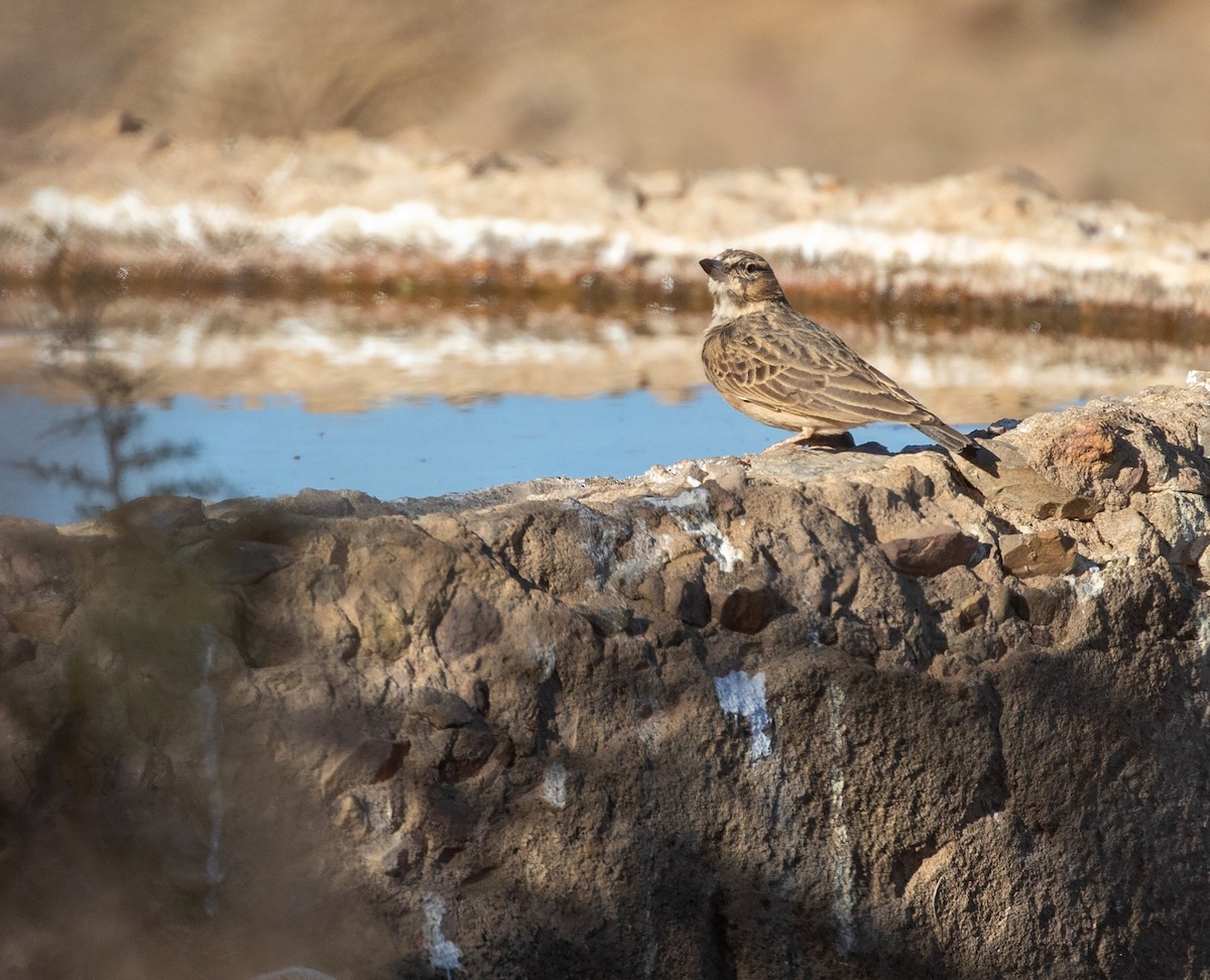 Sclater's Lark - William Price