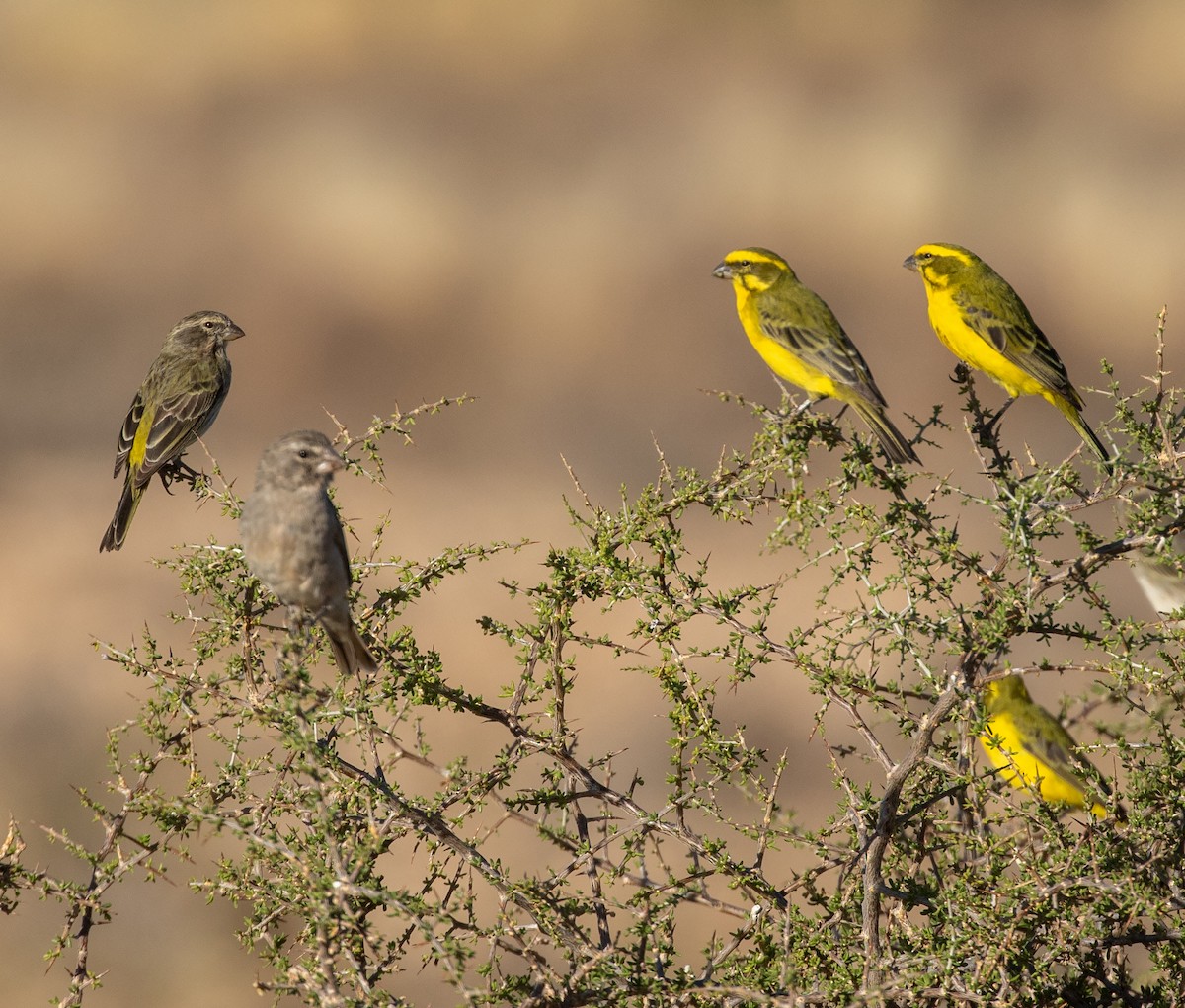 Serín Amarillo - ML589771701