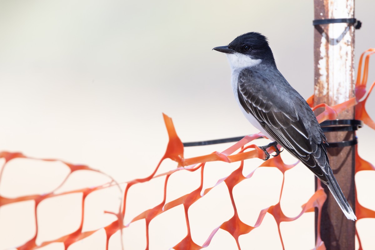 Eastern Kingbird - Liam Hutcheson