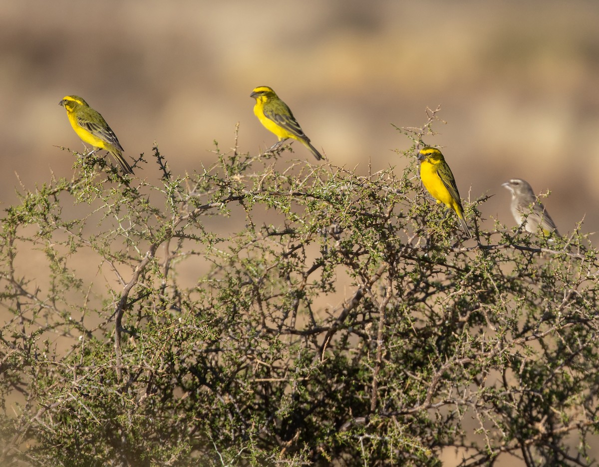 Serin de Sainte-Hélène - ML589771831