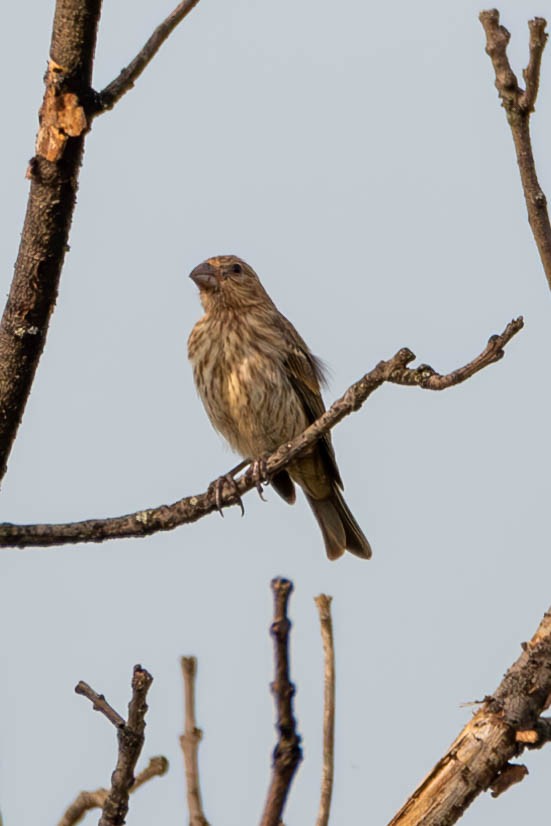 House Finch - ML589774101