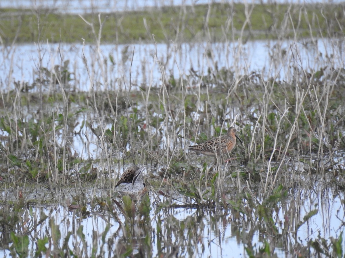 Short-billed Dowitcher - Alec Napier