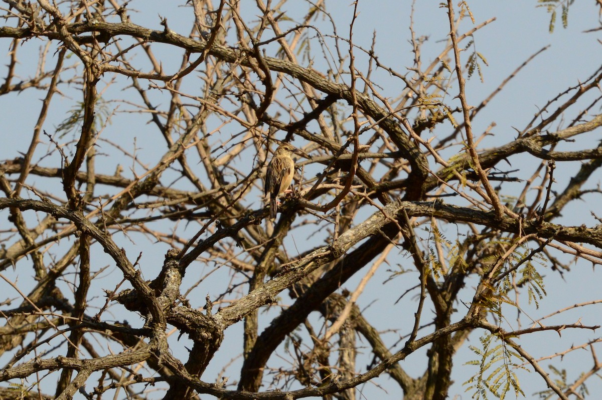 Croaking Cisticola - ML589775381