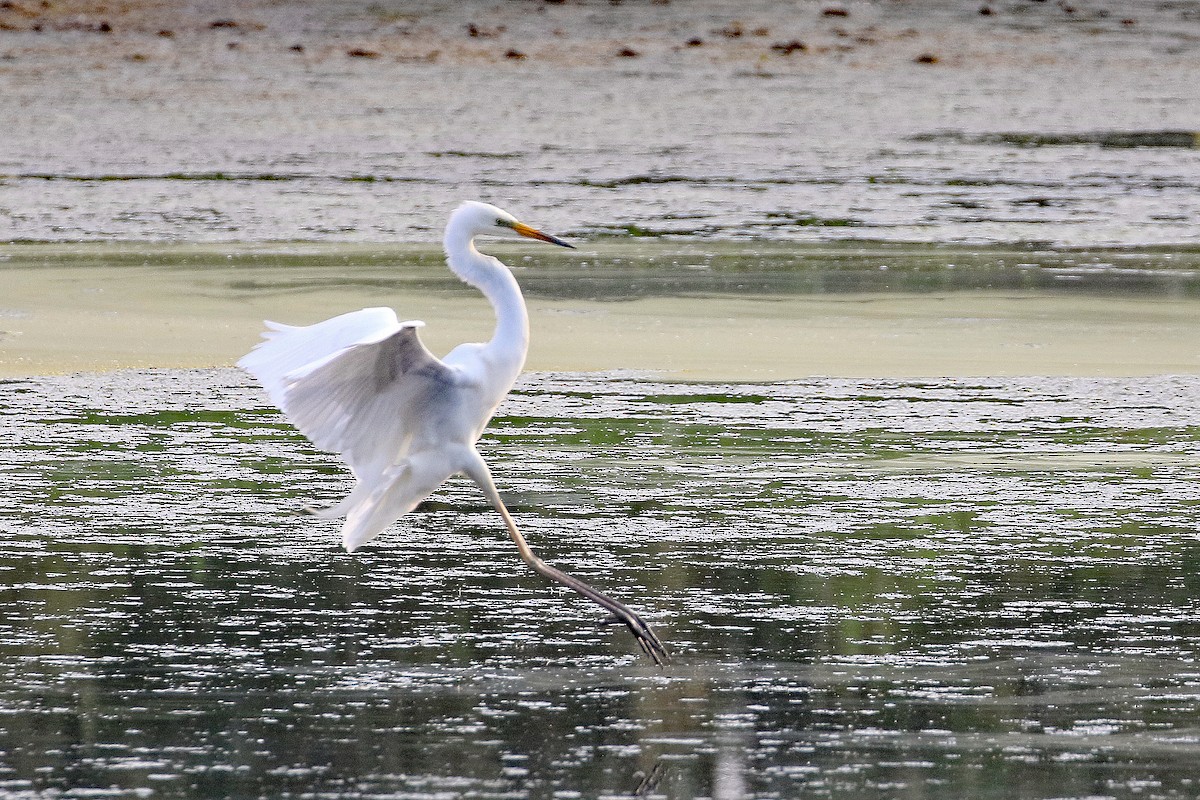 Great Egret - Dave Beeke