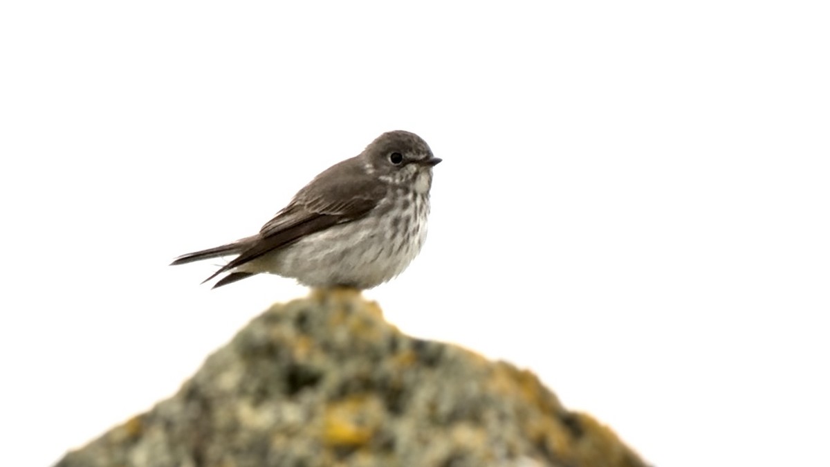 Gray-streaked Flycatcher - Luis Gles