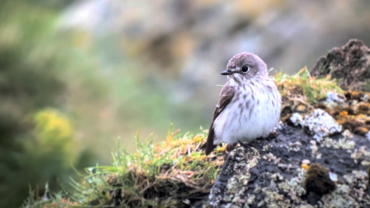 Gray-streaked Flycatcher - ML589776081