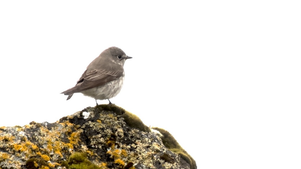 Gray-streaked Flycatcher - Luis Gles