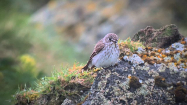 Gray-streaked Flycatcher - ML589776101