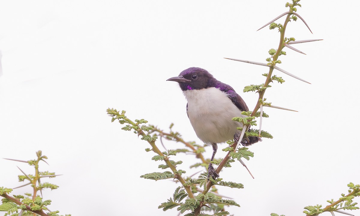 Eastern Violet-backed Sunbird - ML589776971